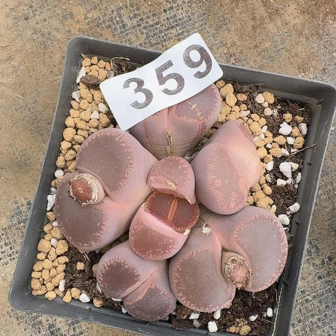 生石花一物一拍359