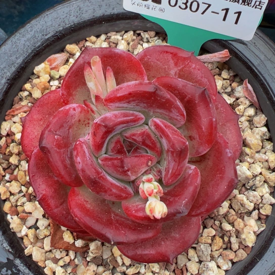 从前慢多肉精选编号0307.11