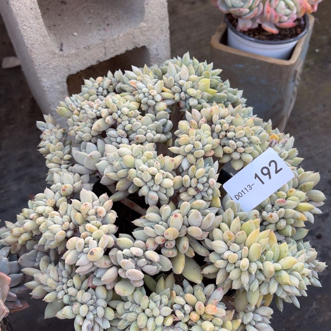 同温层多肉胖美人缀192