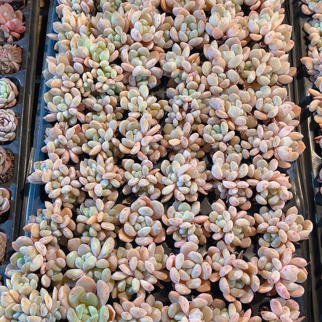 直播福利一物一拍127