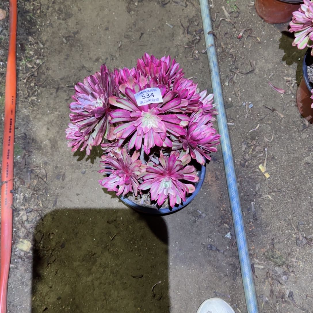 仙魔法师多肉534