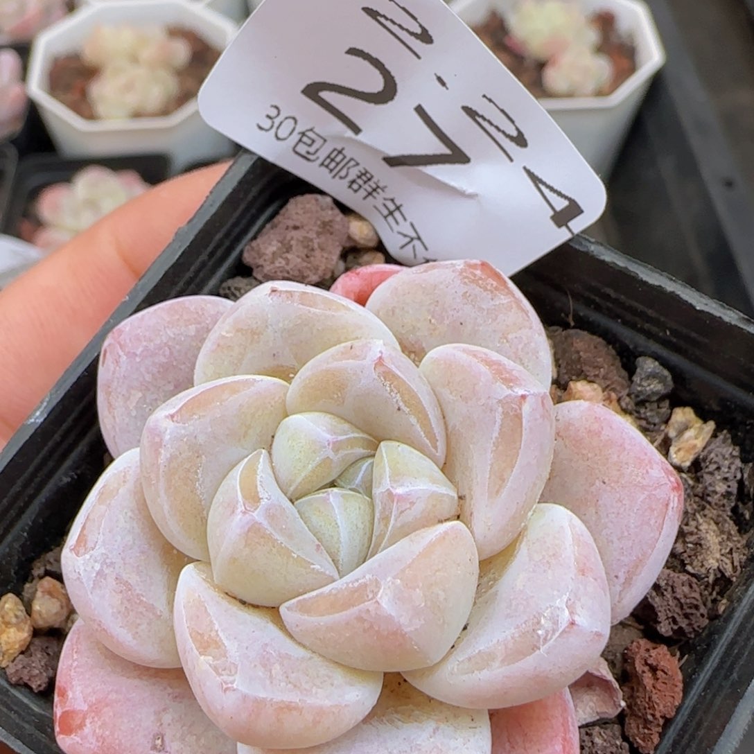 冰玉单头一颗脱土