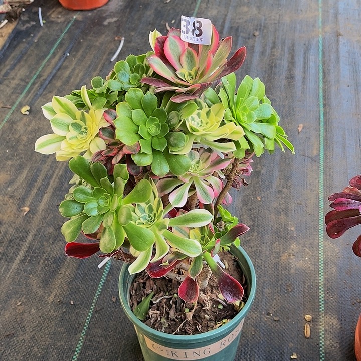 嫁接法师的388888