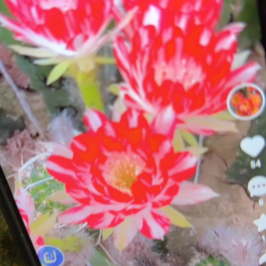 德三丽侧牙20包邮仙人球7