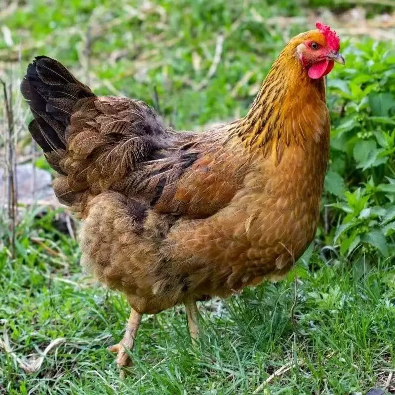 农村散养土鸡（黄毛黑爪，带蛋子、鸡心、鸡胗）新鲜宰杀速冻发顺丰