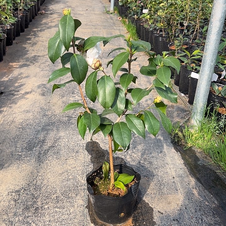 大部分花苞少量开放，白雪塔