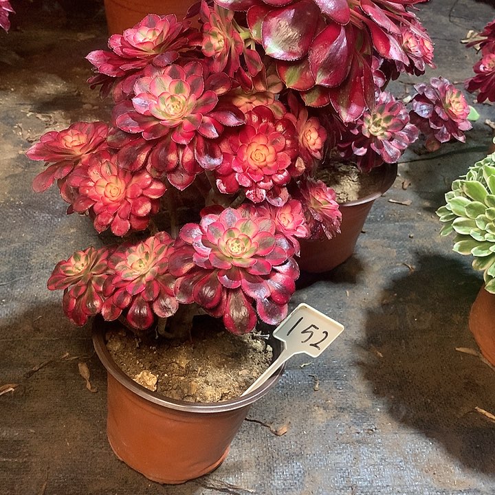 多肉多肉多肉多肉152