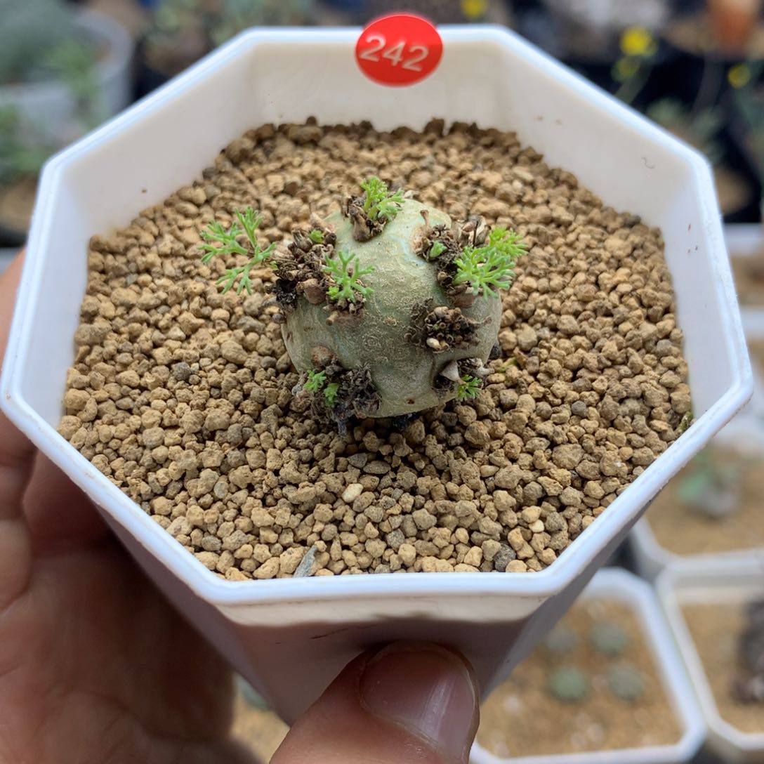 白皮月界带盆多肉