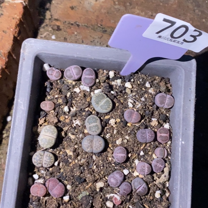 我***了生石花等植物和植物703