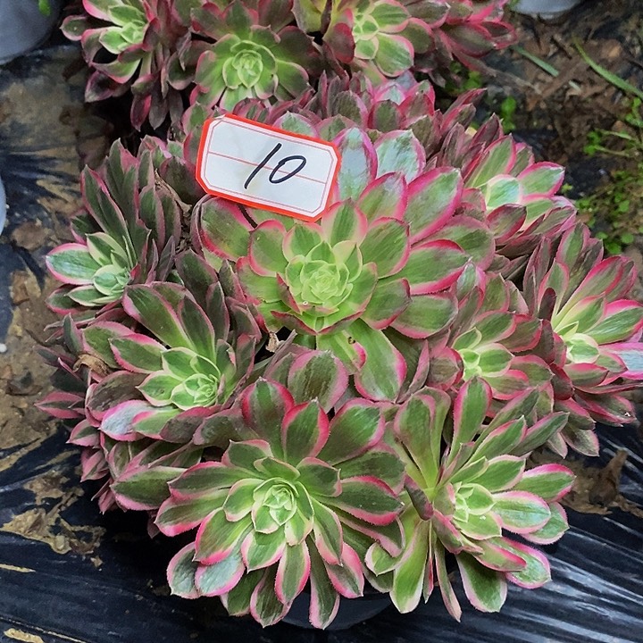 孔雀翎老桩捧花福利的10号