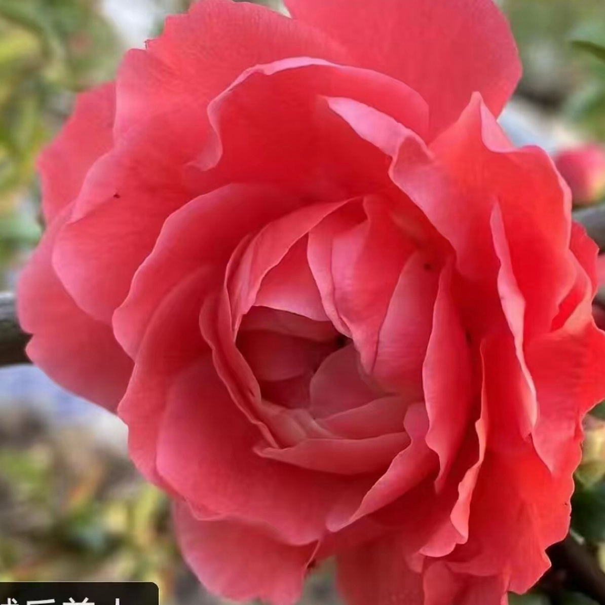 原生越后美人海棠花