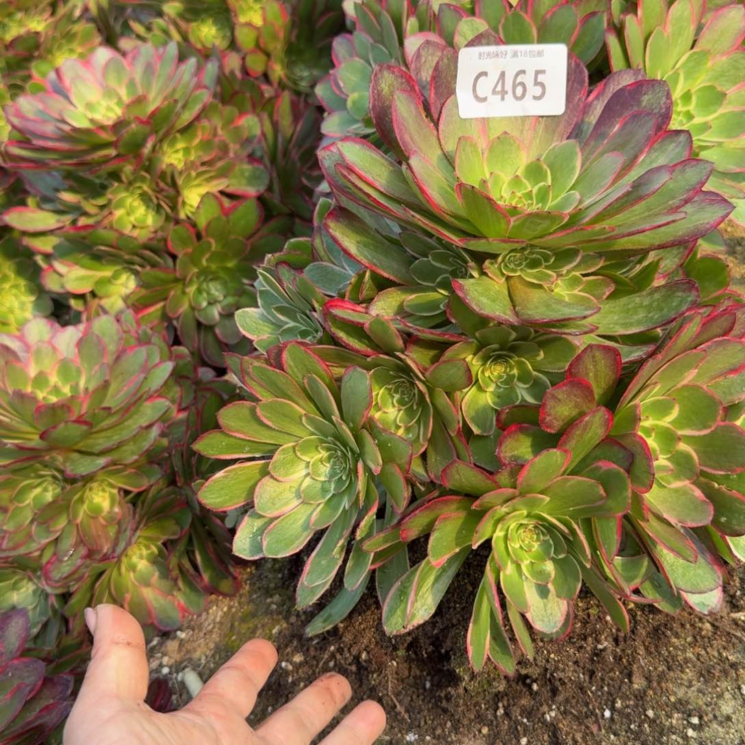 465粉花妖。多肉植物