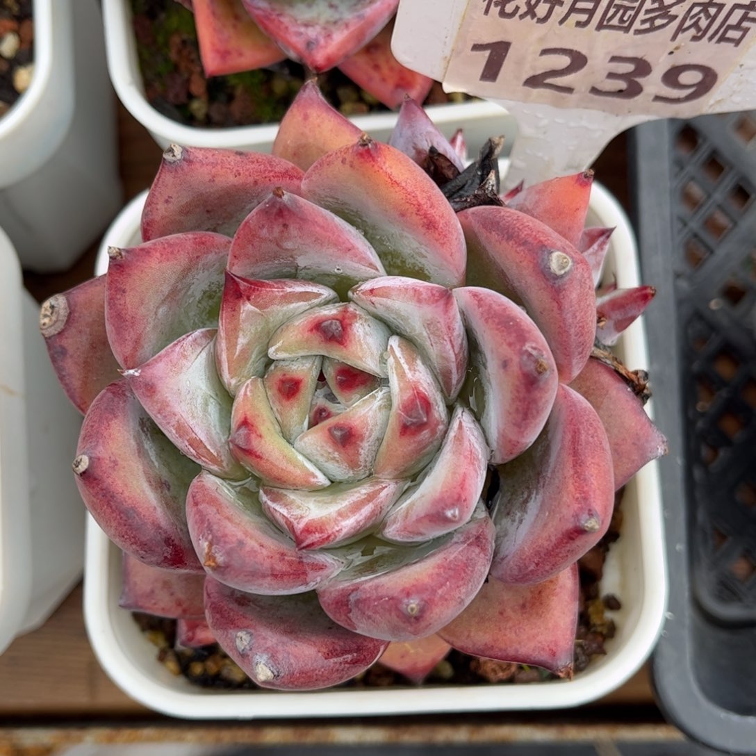 多肉植物1239 满30包邮