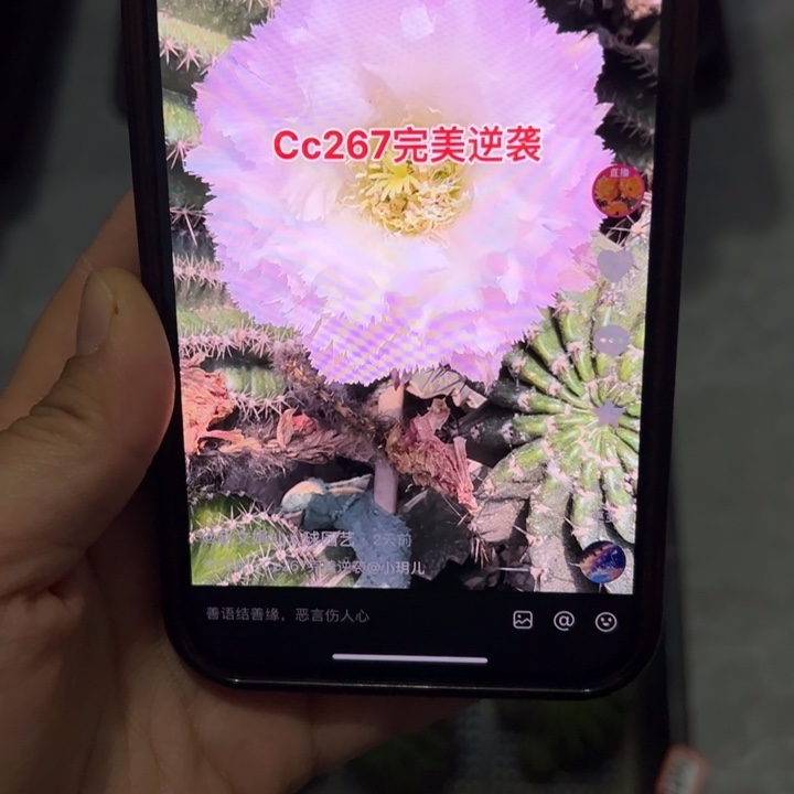 无花朵无根侧芽歪cc267