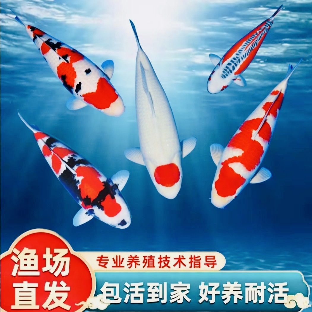 大尺寸10-13厘米15条锦鲤三色红白大正冷水观赏鱼好养耐活