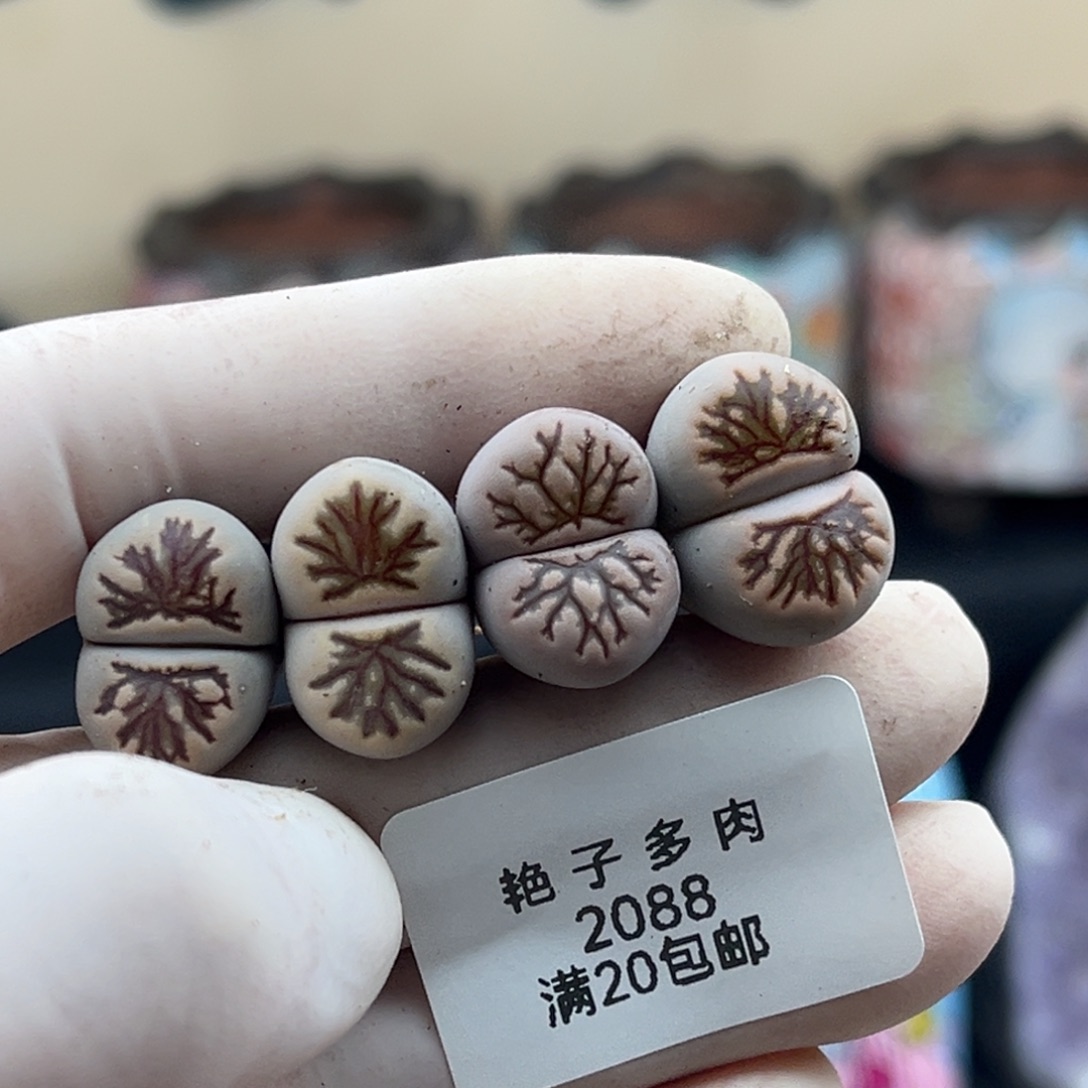 2088号一首好看的菊化石