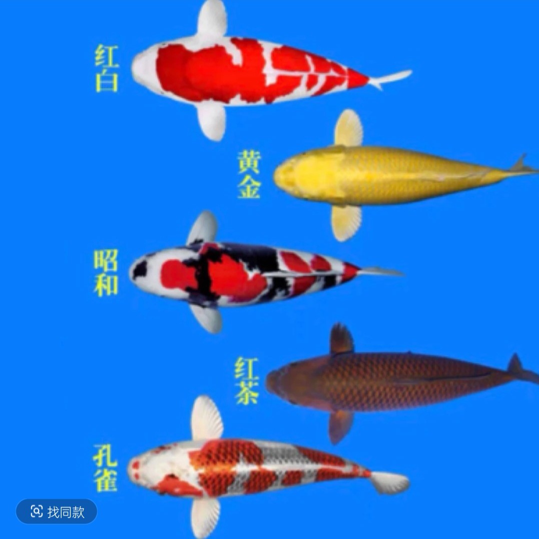 25条日系血统锦鲤鱼5-7公分 皮实好养混搭水族活体 包损 全国包邮