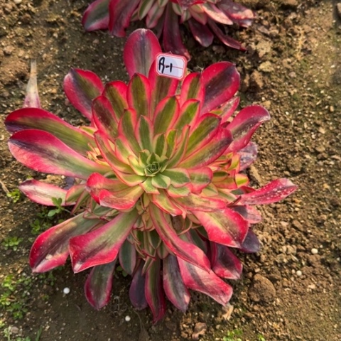 19-1美杜莎地理福利多肉