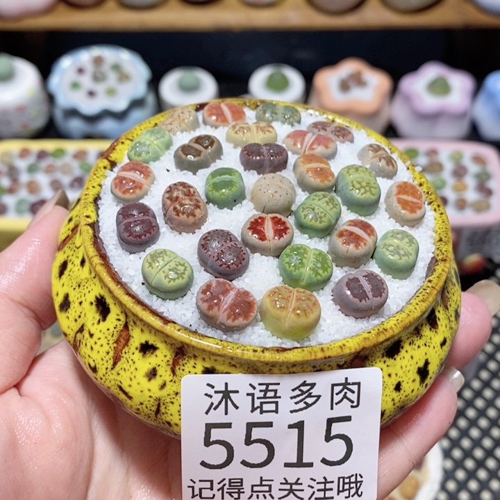 带盆土植物 一物一拍5515