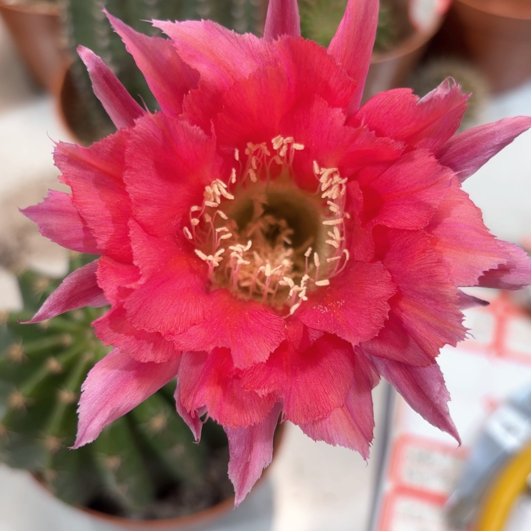 彩草红羽8公分左右