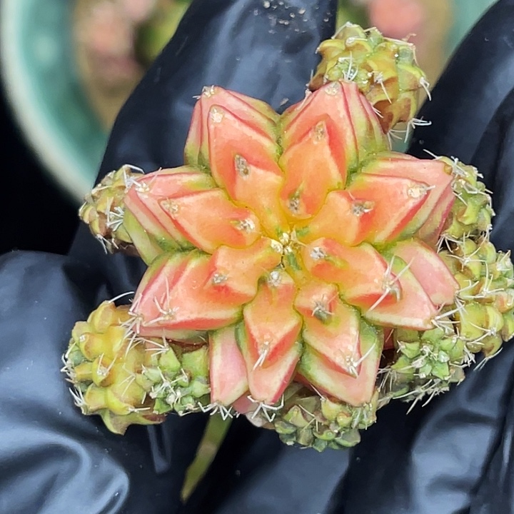 橘子汽水 一物一拍。 