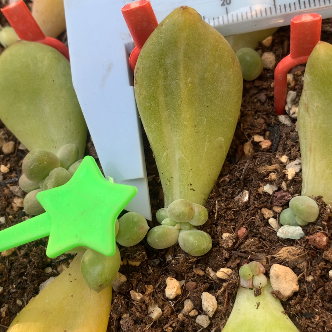 乌里韦亚 精品韩国奶酪多肉