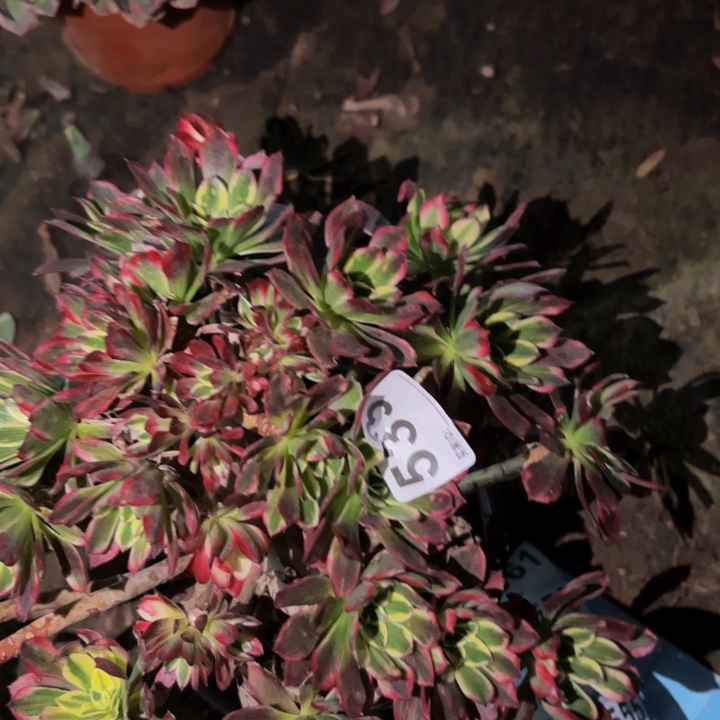 533霁月多肉植物不售后