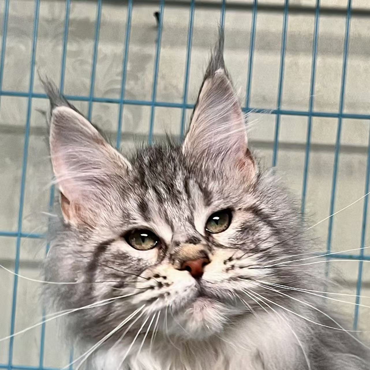 来了姊妹-银虎斑缅因猫 妹妹 7