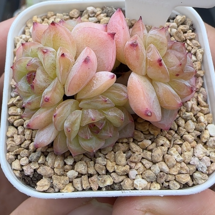 309号群生晗雨多肉