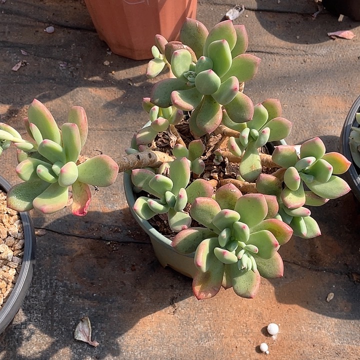 994清新美人 一物一拍多肉