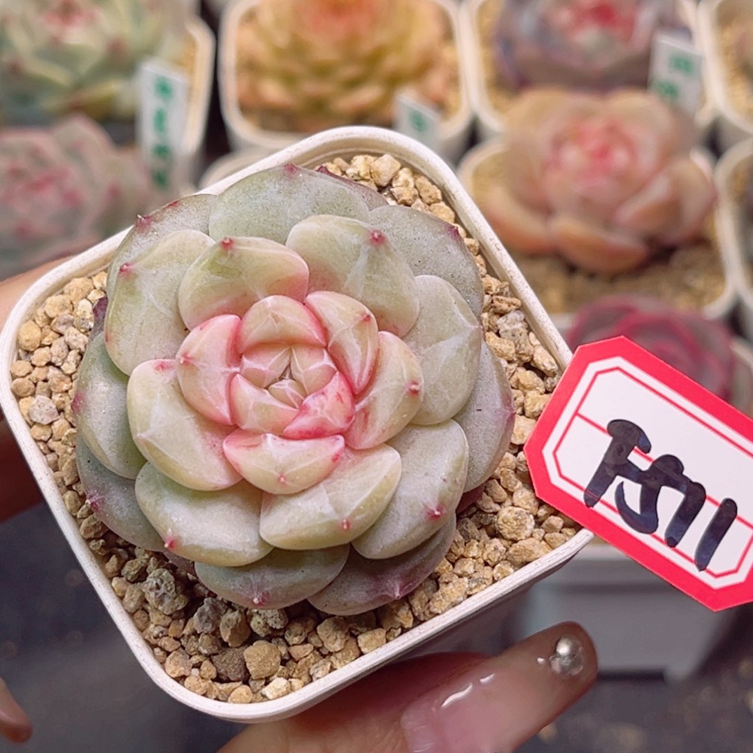 F511棉花糖一物一拍