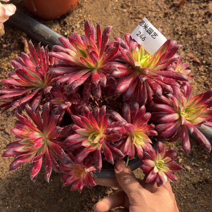 朱雀多肉植物丛林246