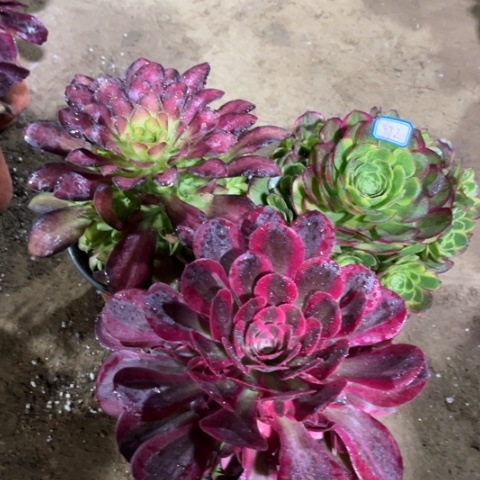 972多肉植物组合