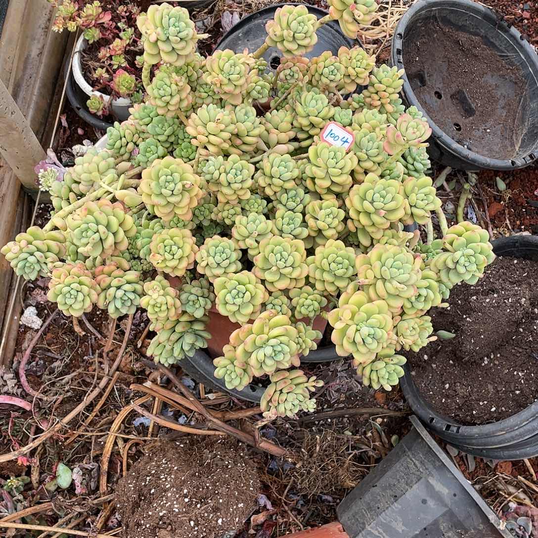 清**月香格里拉1004 晓晓一物一拍