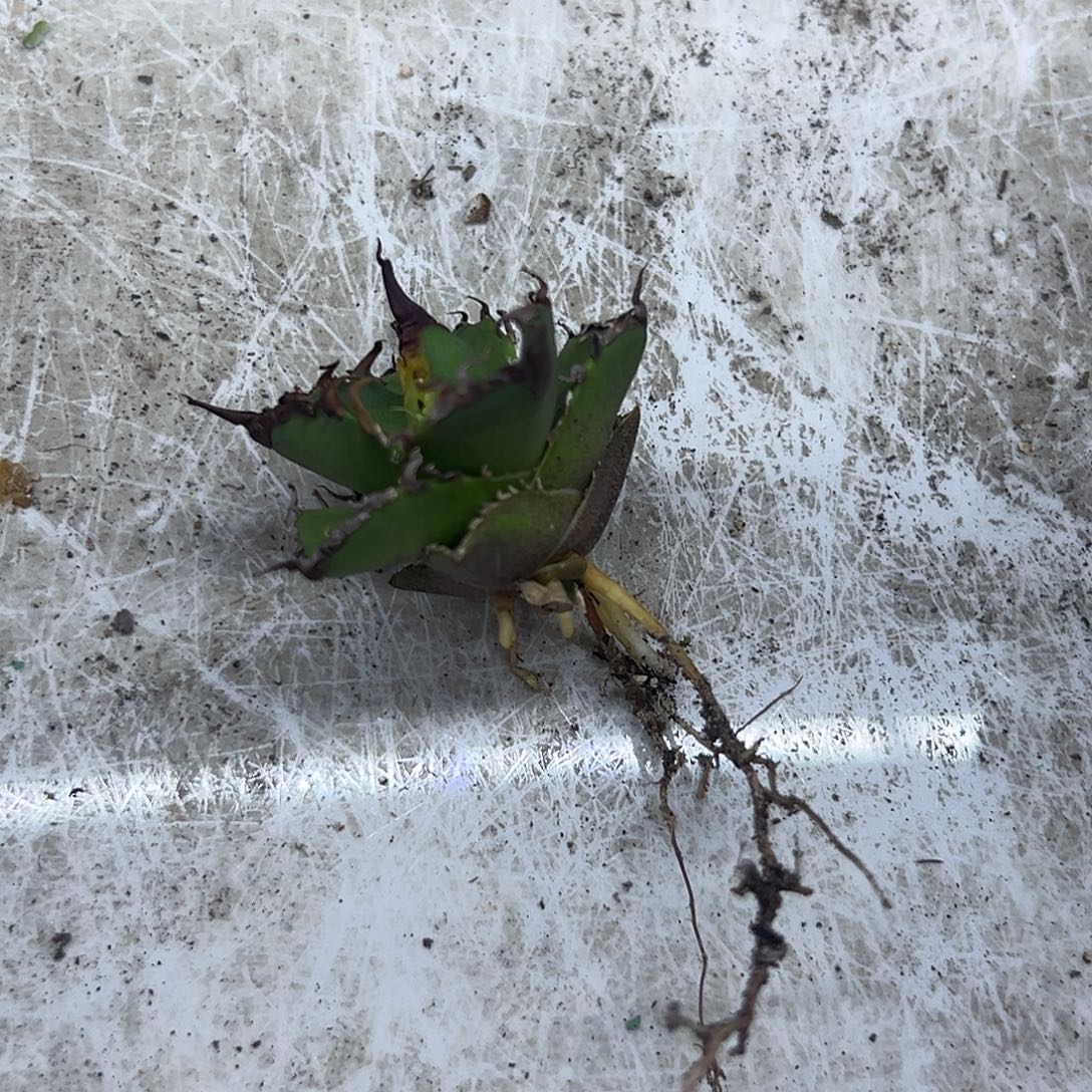 有***魂凯撒芽一物一拍偏远不包邮不退不换