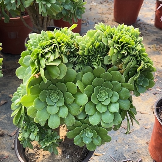 多肉植物绿羊绒缀化35
