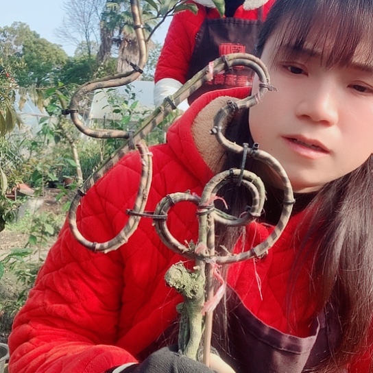 无花朵金弹子福字。 