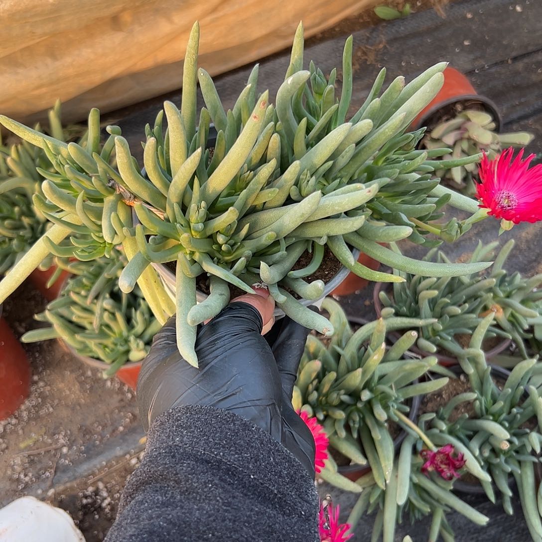 多肉植物奔龙开花