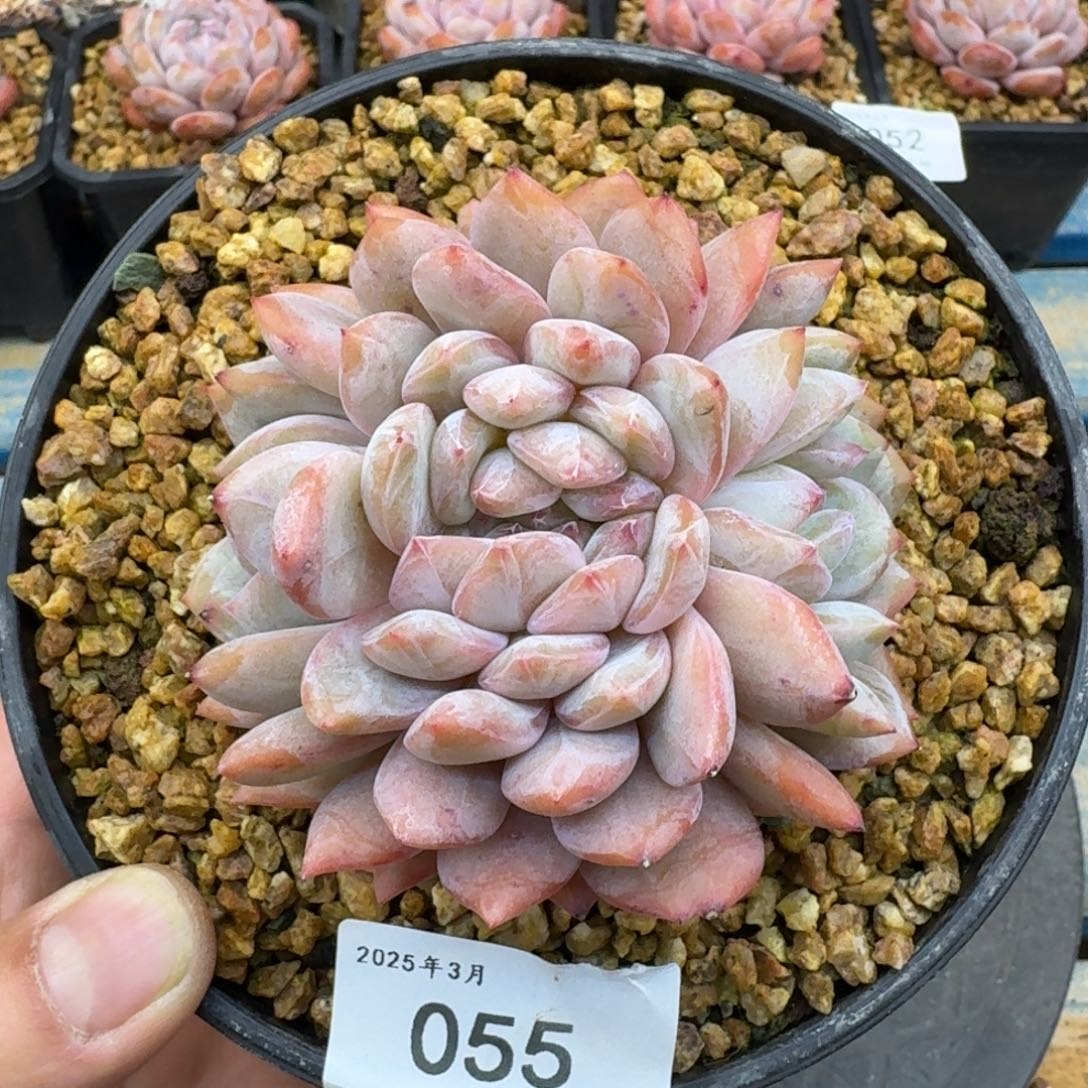 055星影朵朵无砍9cm（满28包邮）