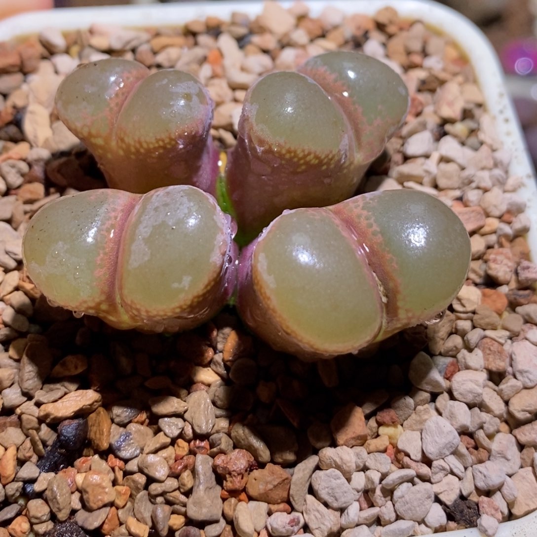 大型红风铃大型红风铃