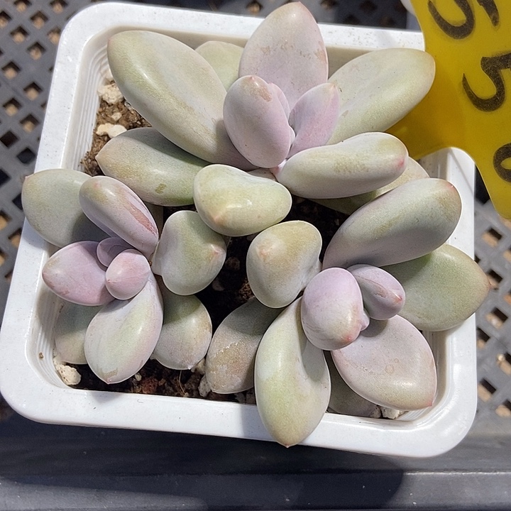 多肉植物原始虞美人558