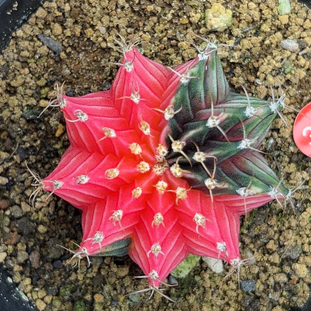 306      带盆土发货