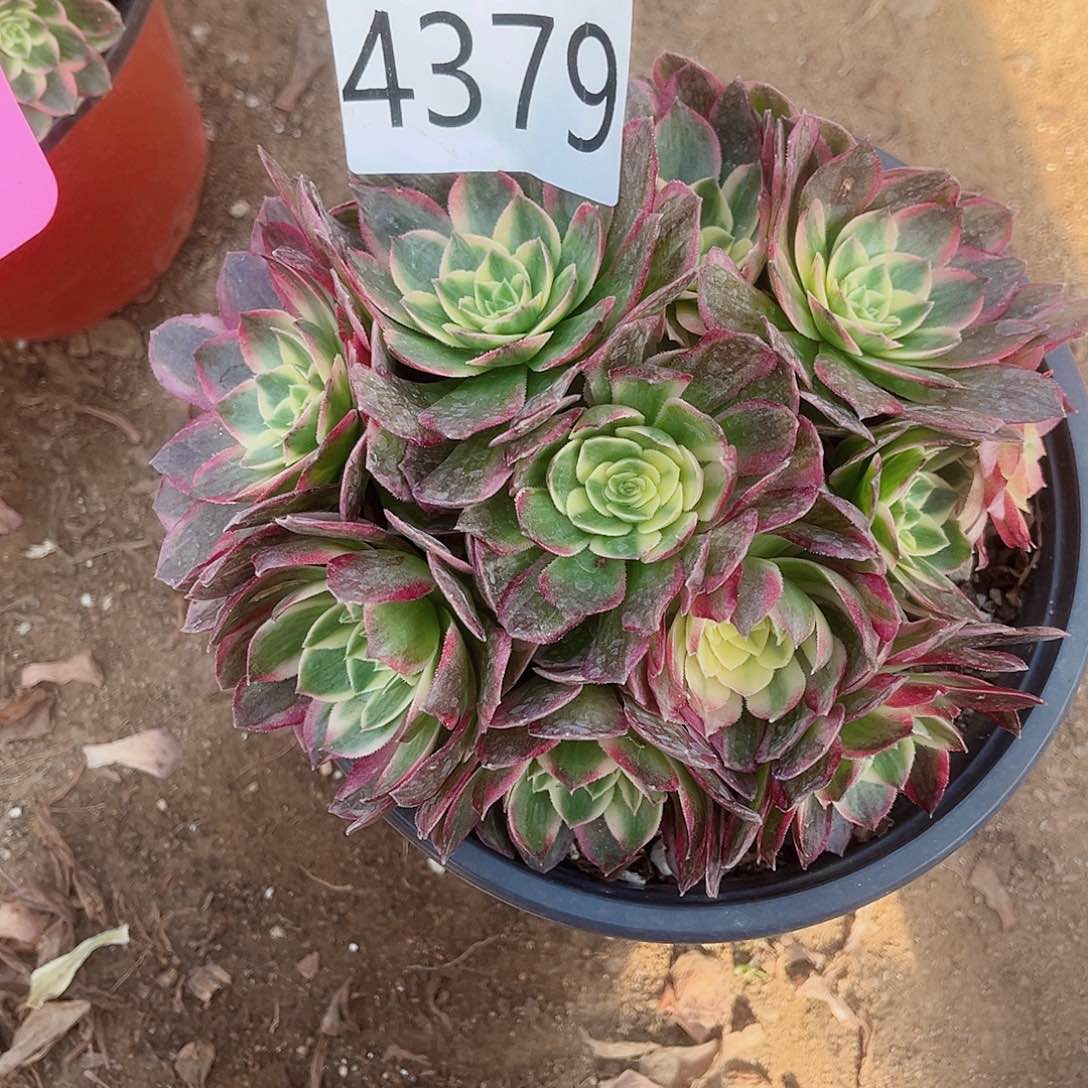 4379海王朵朵多肉植物