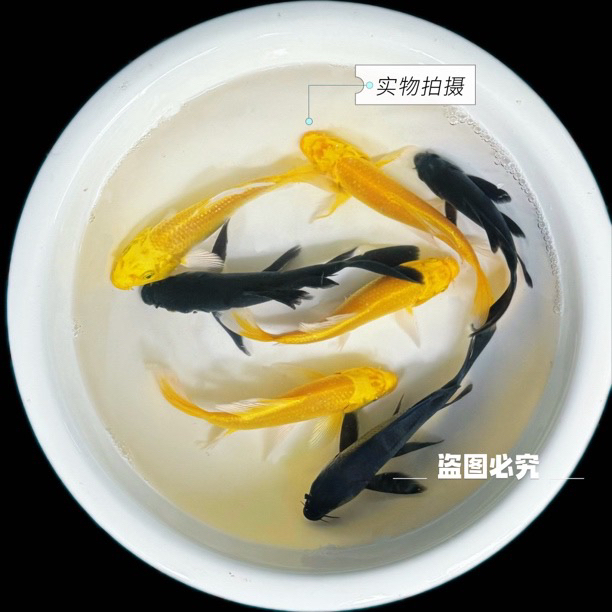 招财锦鲤草金鱼冷水观赏鱼活体好养耐活淡水鱼苗