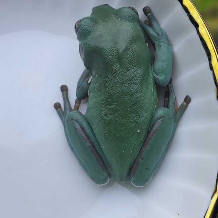 老爷树蛙24h蓝子代05号