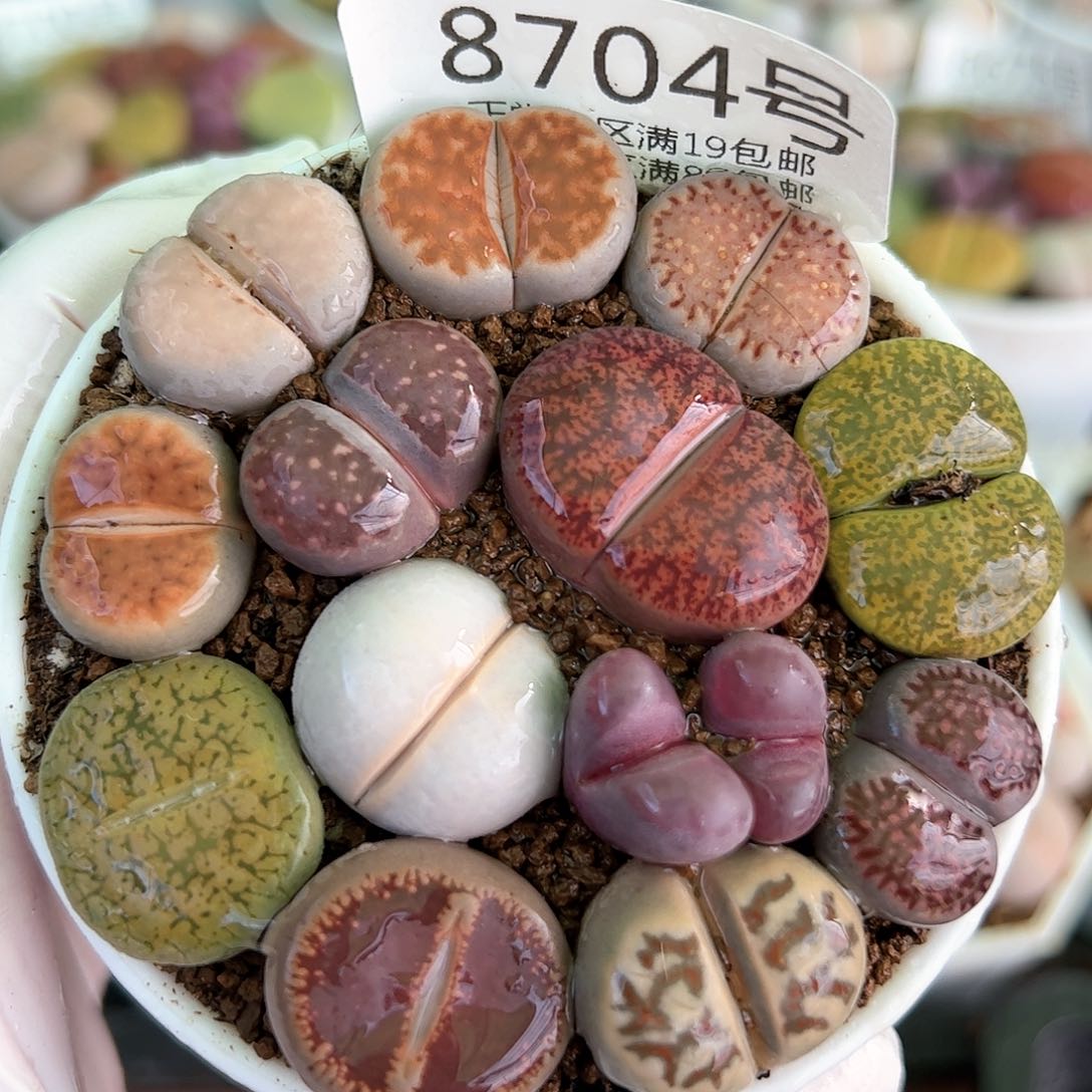 好养易活生石花大母本8704