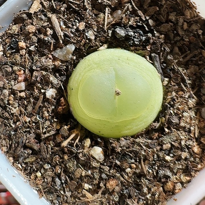 生石花111111。  328
