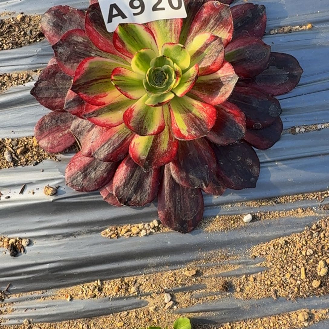 向***北920伯爵到秋。多肉植物