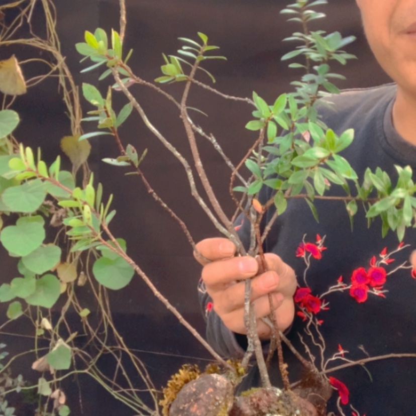 【闪购商品】无花朵