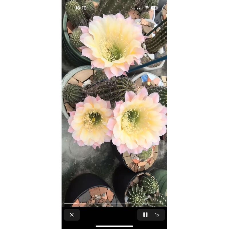 自根彩蝶彩草，尺寸以直播间为准，环境不同开花不同介意勿拍